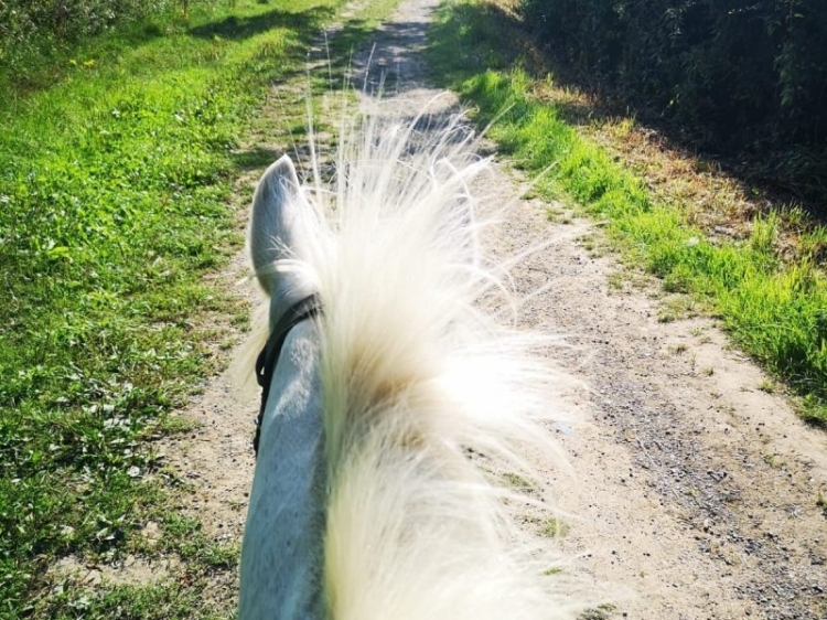 Taken from the rider's view on a horse, a white horse's ears and top of neck. the background is a stoney track with grass verges and hedges on either side.