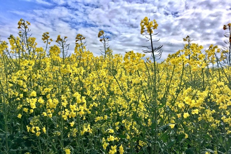 A close up of yellow flowering oilseed rape with blue sky overhead.