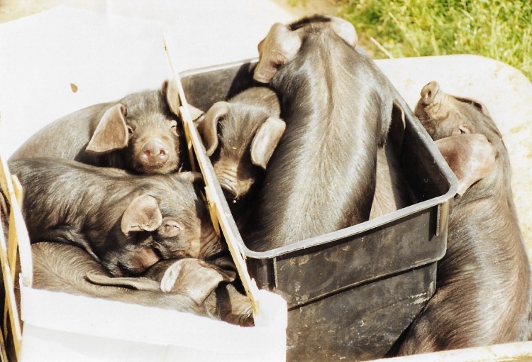A group of Large Black piglets, in a wheelbarrow, on a farm.