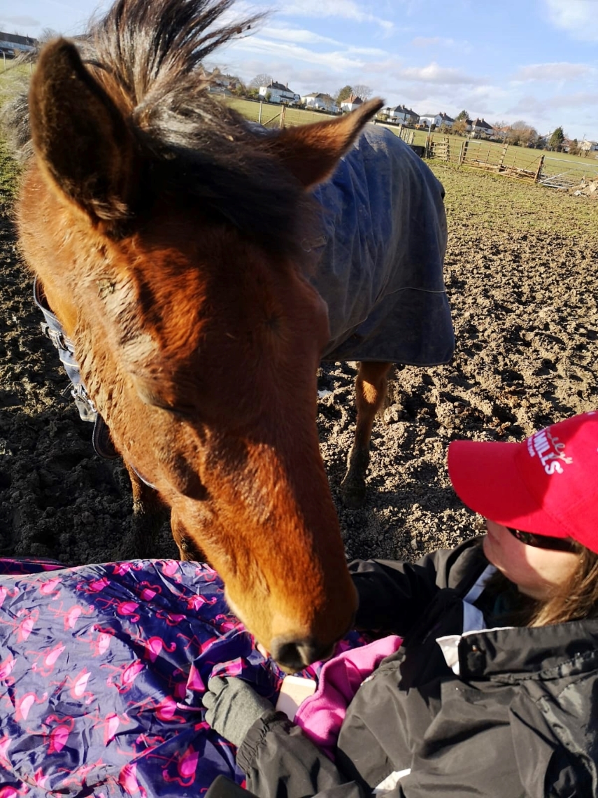 Horse love. A horse reaching his head into the lap of a girl sat in a wheelchair.