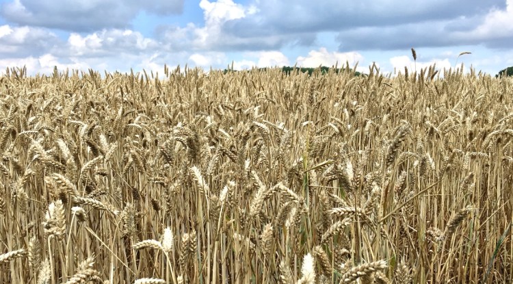Close up of a field of Winter Wheat, almost ready for combining.