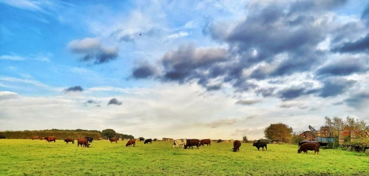 A herd of beef cows grazing in a grass field, in the British countryside.