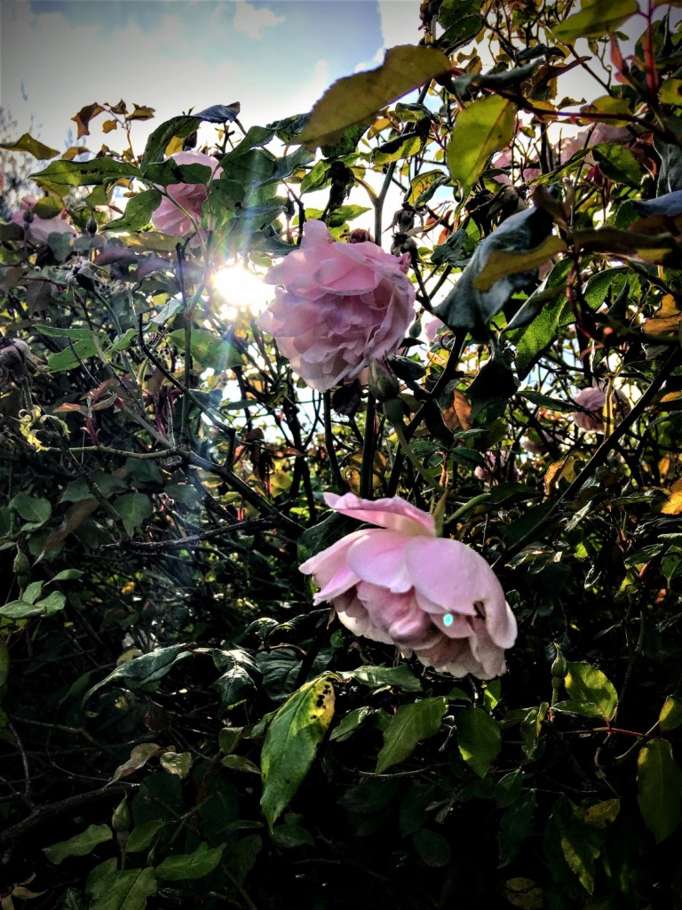 Beam of sunlight peeping through a rose bush with pale pink roses in flower.