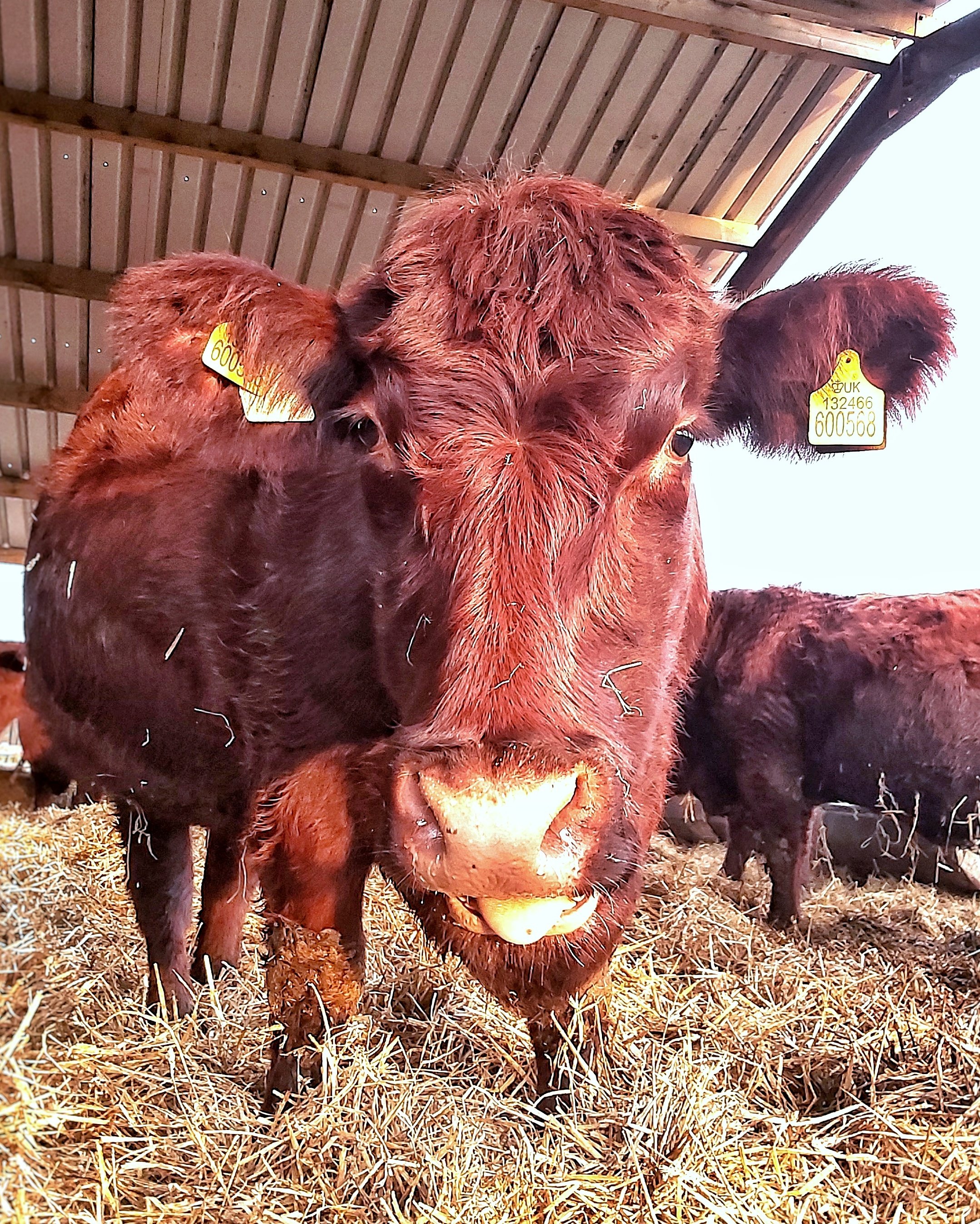 Mahogany coloured, very large, Lincoln red cow, standing in a straw bedded shed with her tongue slightly poking out.