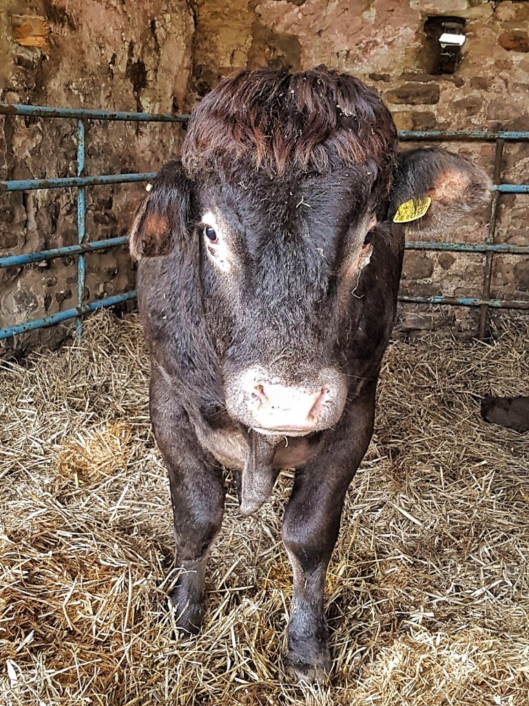 Dark grey, bazadaise bull standing in a straw bedded shed.