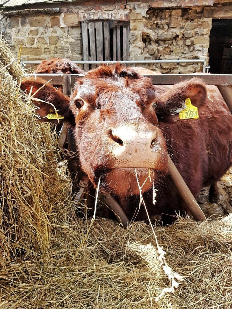 Deep red, lincoln red cow with her head through a feed barrier stretching her nose out to the camera.