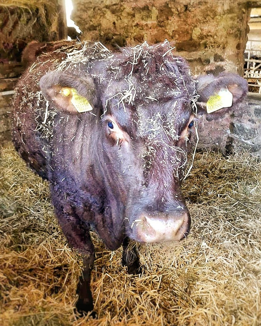 Dark brown lincoln red cow completely covered in bits of hay and straw, standing in a straw bedded stable.