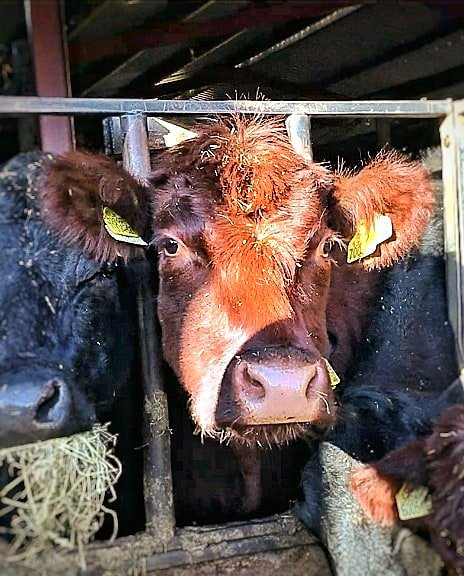 Brown Lincoln red cow's head looking through the bars of a feed barrier with out of focus black cow's head's eating silage alongside her.