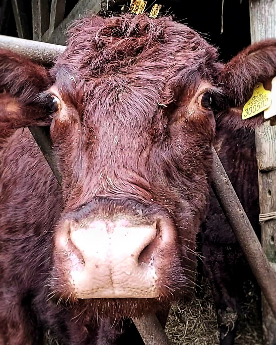 Close up of a brown, Lincoln red cow's head, with large brown eyes and long eyelashes.