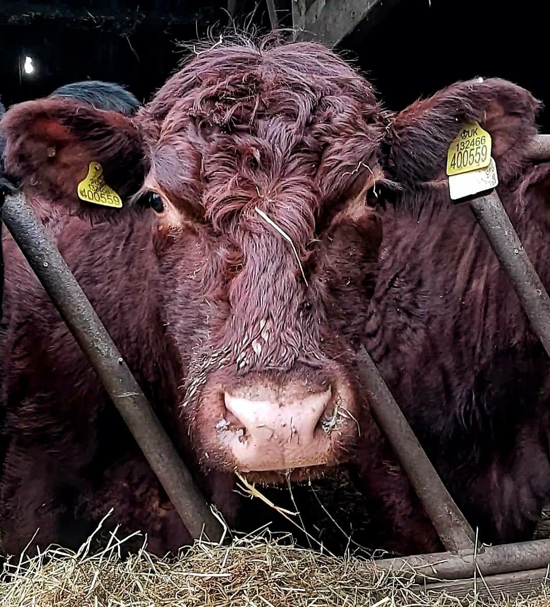 Brown, Lincoln Red cow with a serious expression, looking through the bars of a feed barrier.
