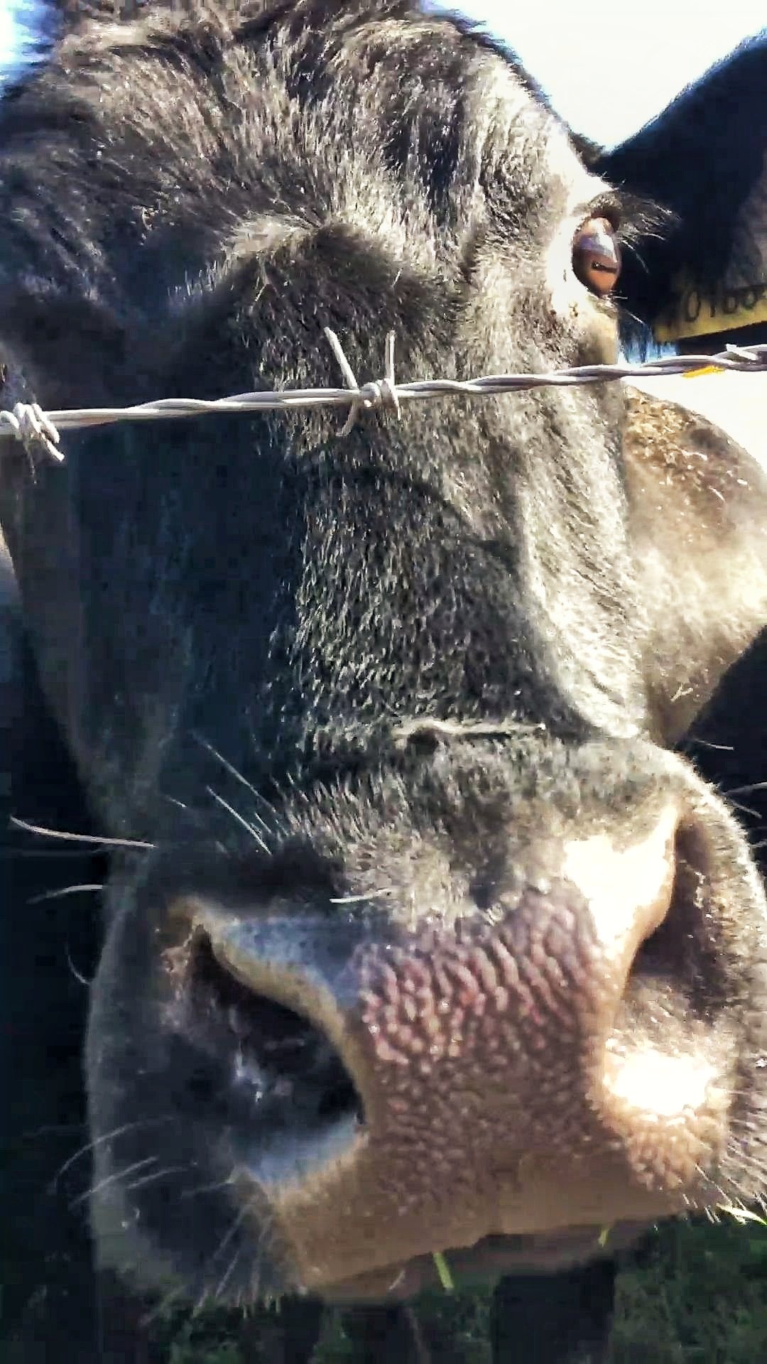 Close up of a black cow's face with her nose almost touching the camera.