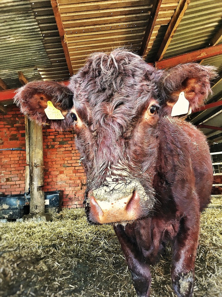 Fluffy looking mahogany coloured Lincoln red cow standing in a shed.