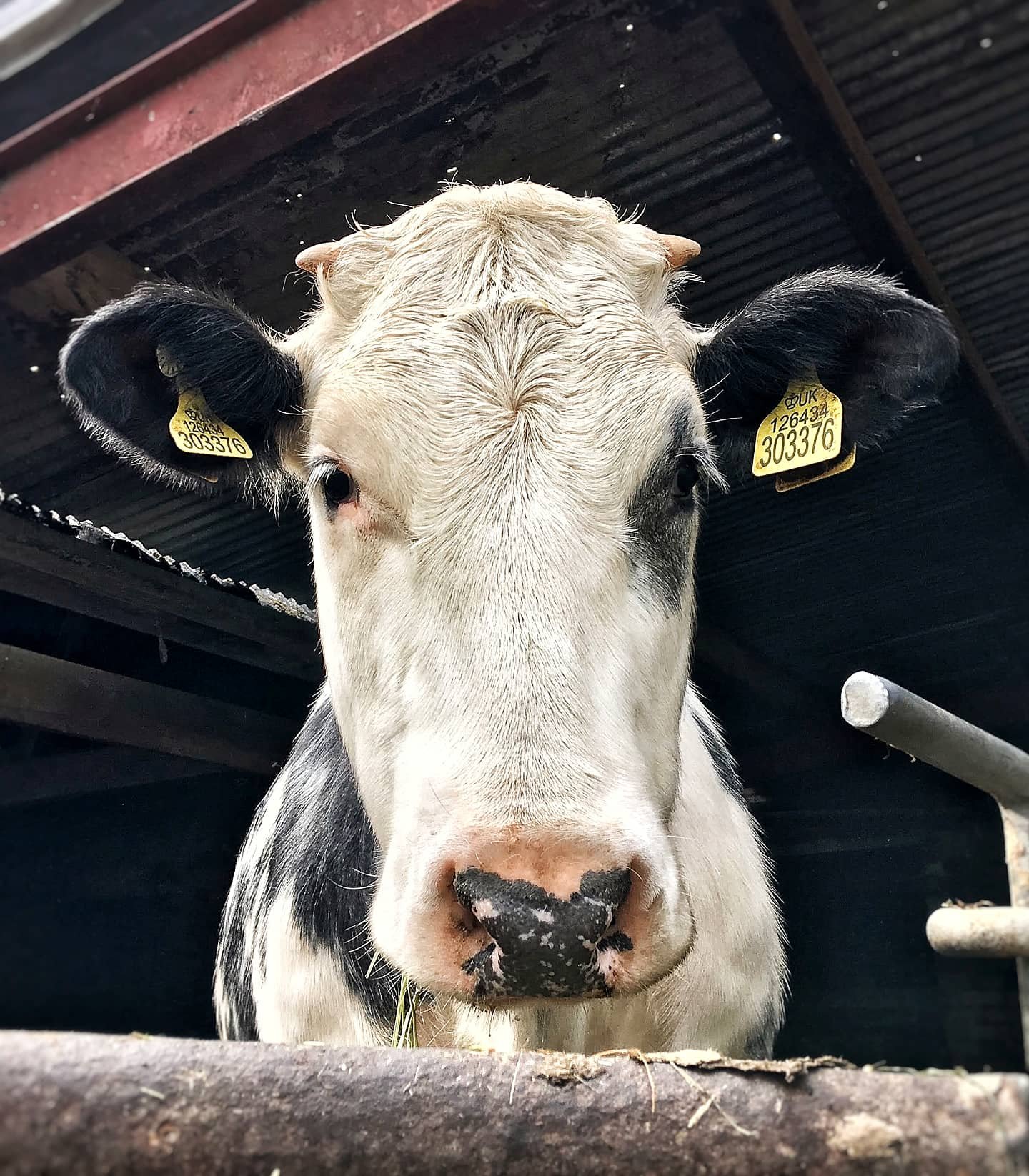 Black and white cow, with a mostly white face, black ears and black patches on her body and left eye, looking over a gate straight down to the camera.