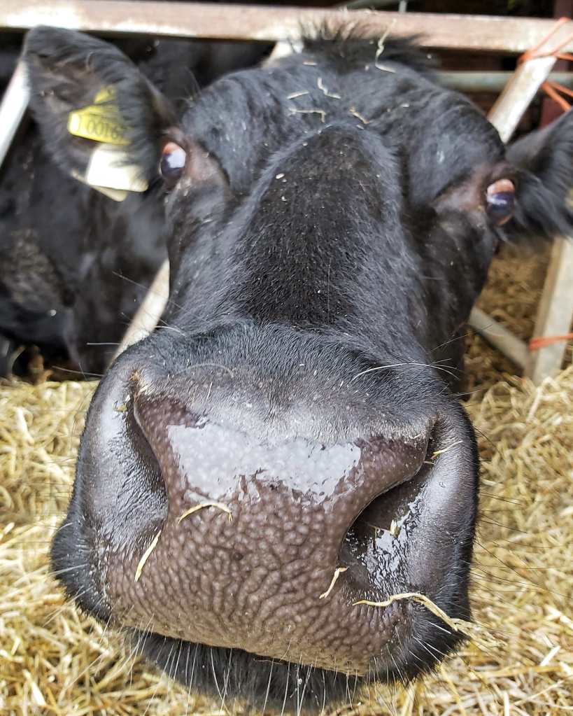 Black cow with her nose stretched out to touch the camera.