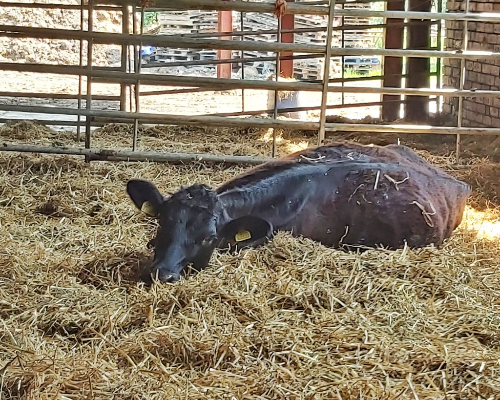 A black heifer laying out in the straw in a shed, in labour, with her back to the camera and her head craning around as if to say "help, it hurts".