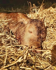 The close up of the head of a newborn, golden calf asleep in the straw.