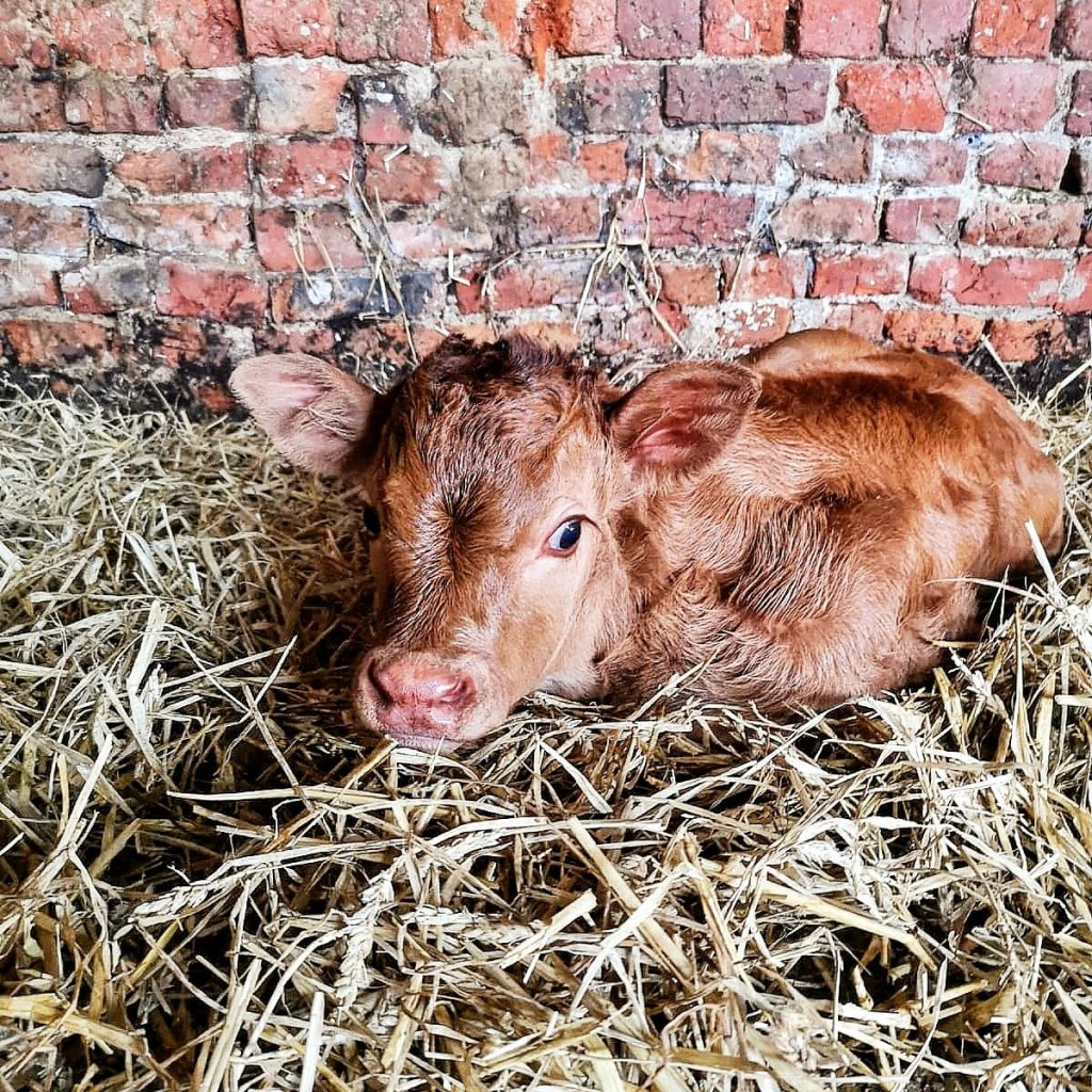 A caramel coloured, 1 week old, Bazadaise cross calf with no ear tags, laid in a bed of straw.