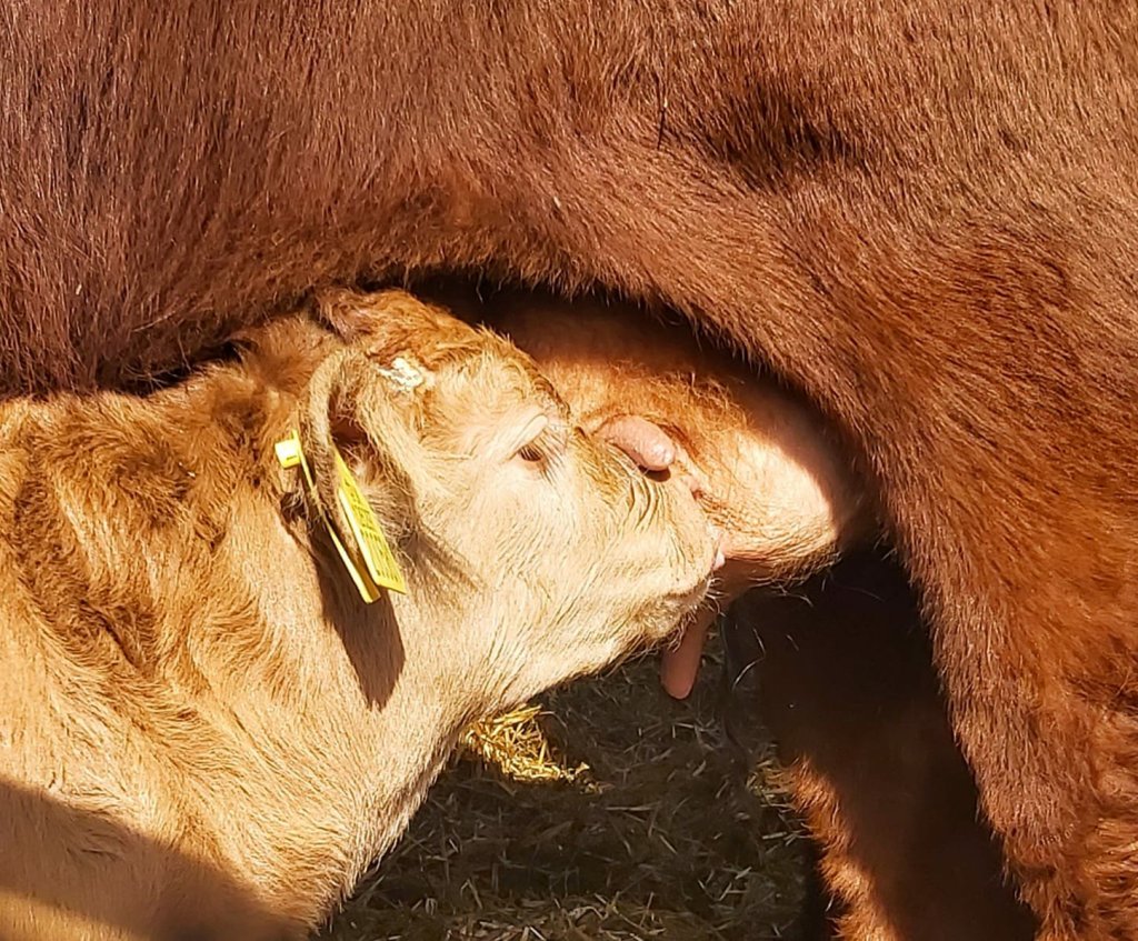 A light sandy coloured, 1 month old calf, feeding from the udder of a deep red cow.