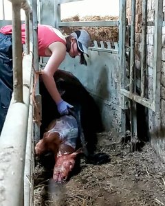 A black heifer laid in a cattle crush, with a brown calf half out of her and a girl, Holly, leaning over the side of the crush with her hand in the heifer to help get the calf out.