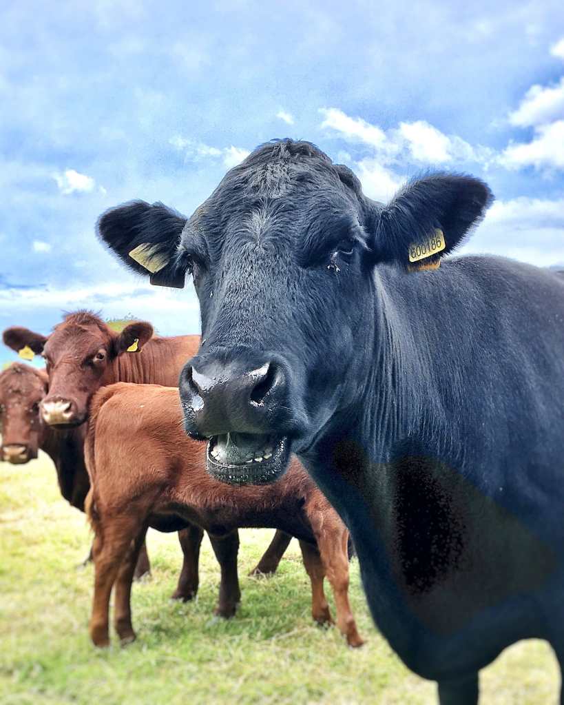 A headshot of a black, limousin cross cow, with her mouth half open, mid-moo. Standing in a grass field with brown, lincoln red cows in the background.