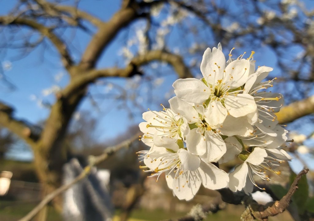A clump of white Plum Blossom flowers on a branch of a plum tree.