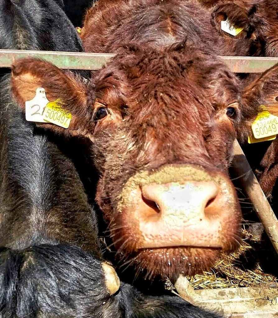 A red/brown Lincoln Red cow reaching her nose out to the camera with her head through the bars of a feed barrier.