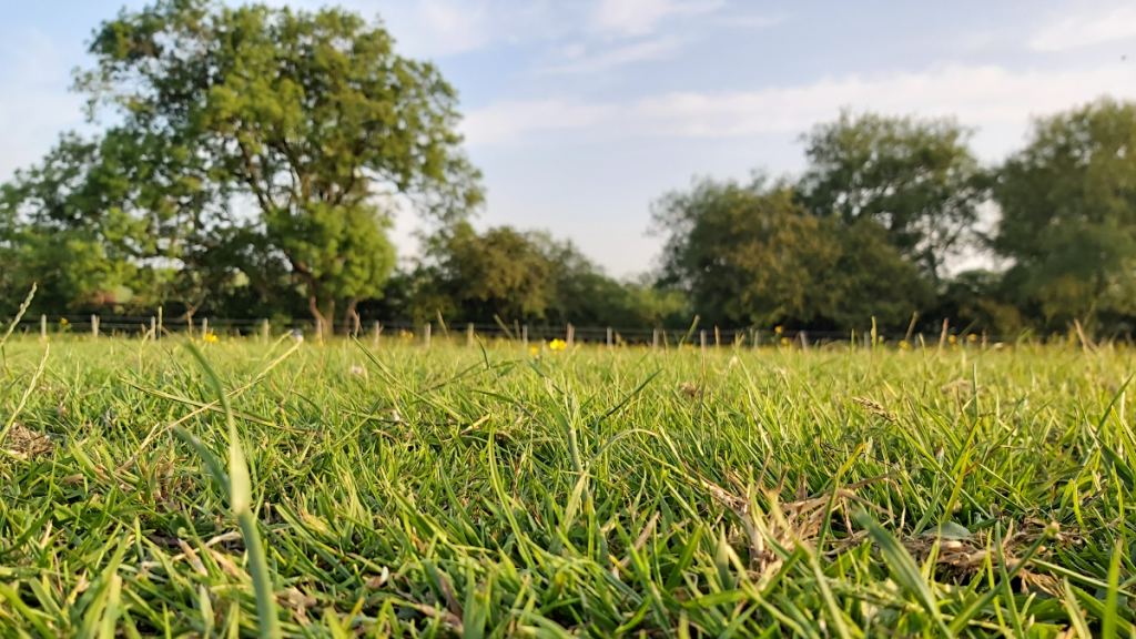 Close up of grass in a field with trees in the background.