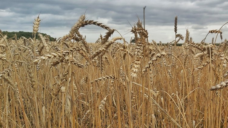 Looking up from the base of the stems of a field of golden wheat that's ready for harvesting.