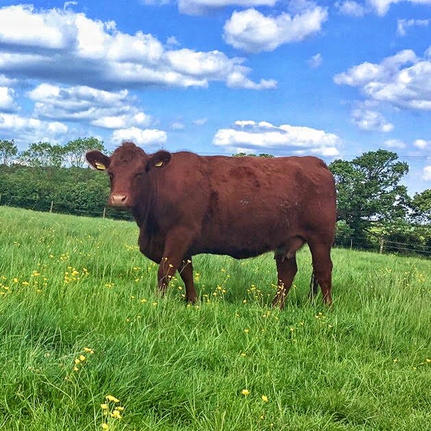 A dark orange, Lincoln Red cross Limousin cow standing in a field of long grass beneath brilliant blue sky.