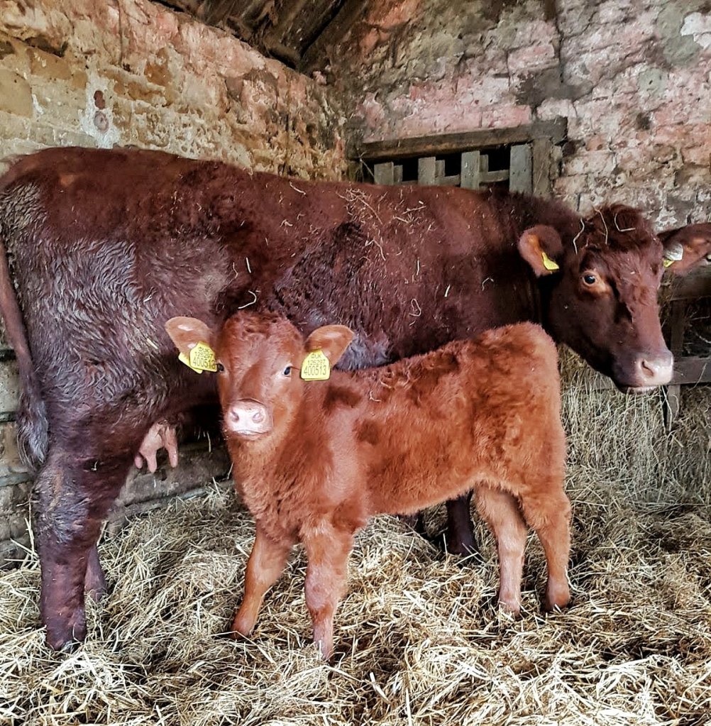 Deep red lincoln red cow standing in a straw bedded shed next to an orange, limousin cross calf that has just finished feeding from her.