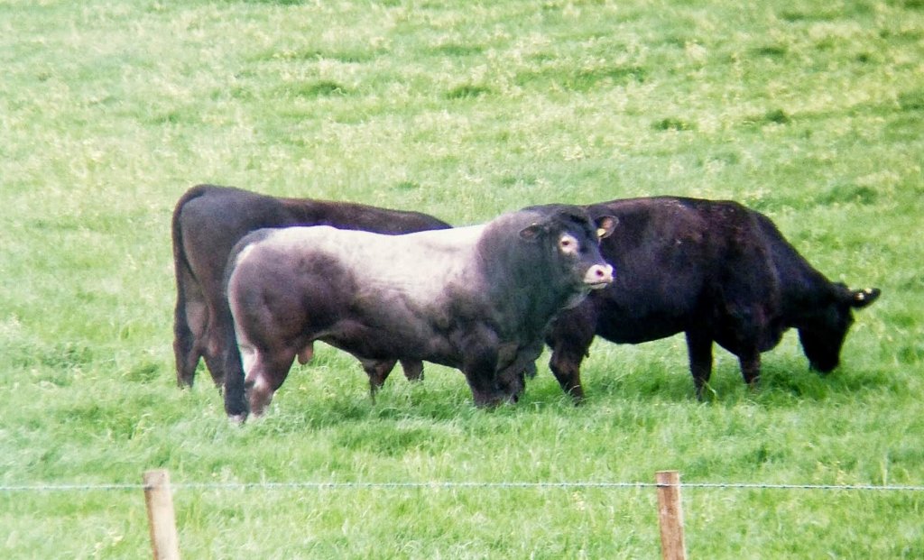 Bazadaise bull, with dark grey head, shoulders and rear and a silver back, standing in a grass field with two black cows.