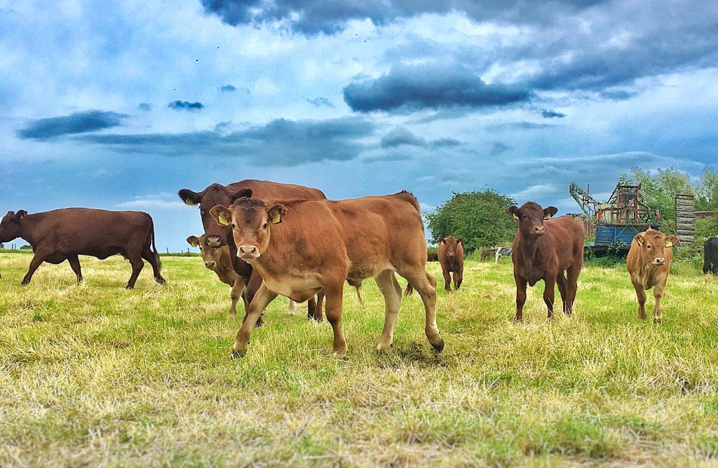 Orange and red coloured cows and calves in a grass field.