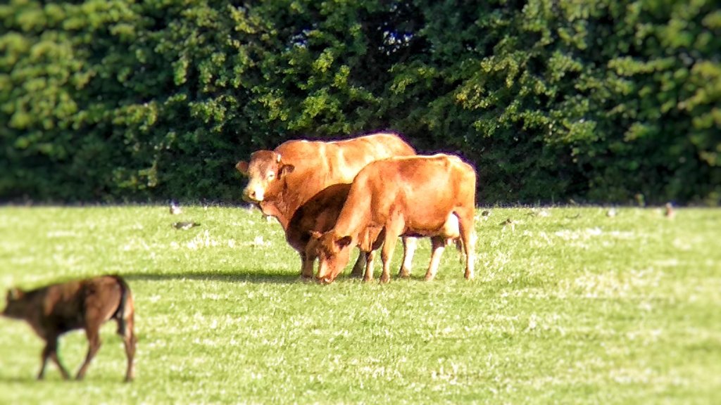 Orange Limousin bull and cow standing side by side in a grass field.