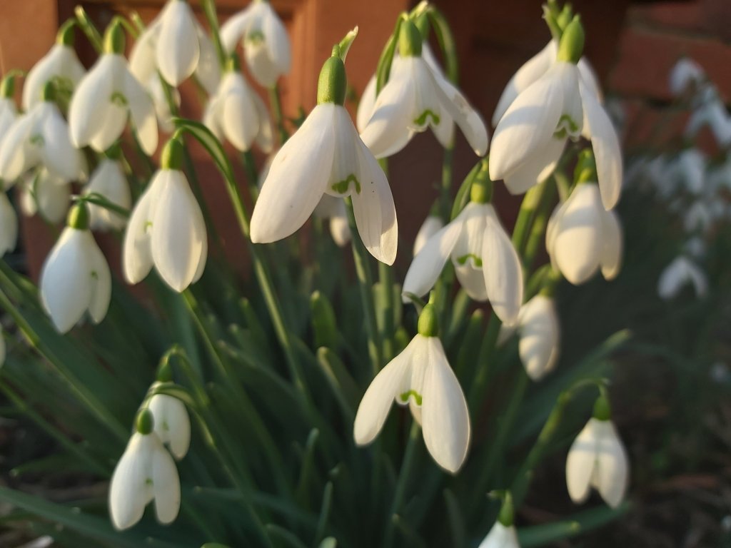 Close up of snowdrops flowering.