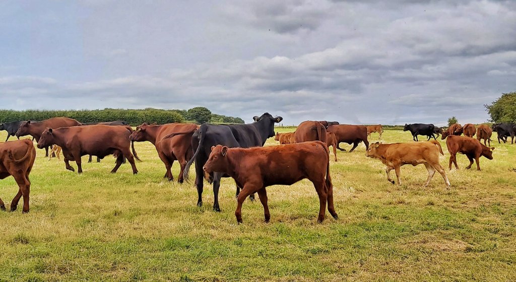 Brown cows and calves and a couple of black ones milling around in a grass field.