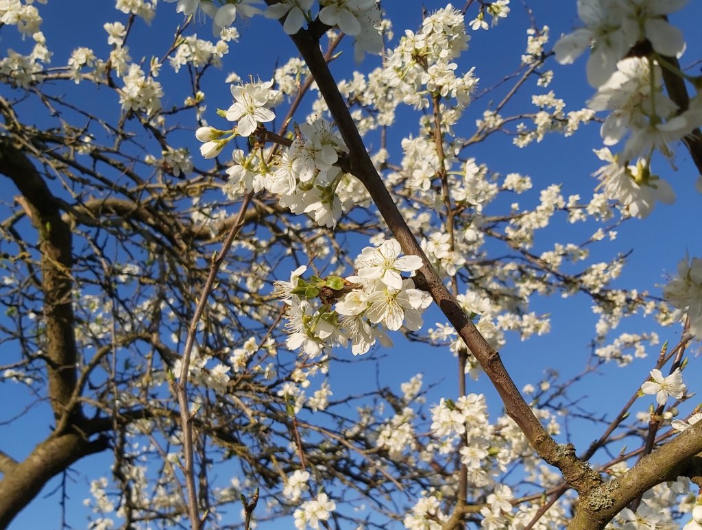 White blossom covering the branches of a plum tree.