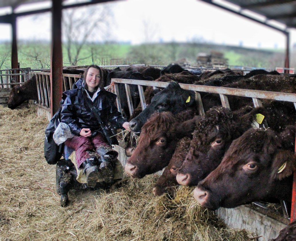 Holly, a white woman sitting in a powered wheelchair, sat next to the feed barrier of a cattle shed with brown lincoln red cows heads eating through it.