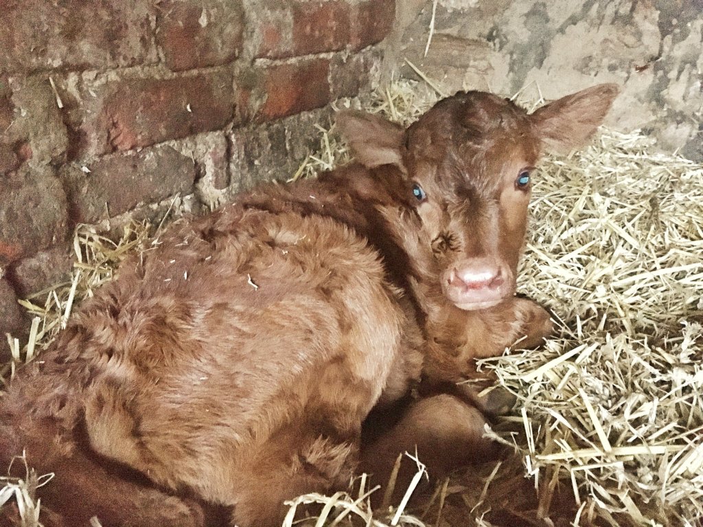 A newborn golden calf laying in the straw.