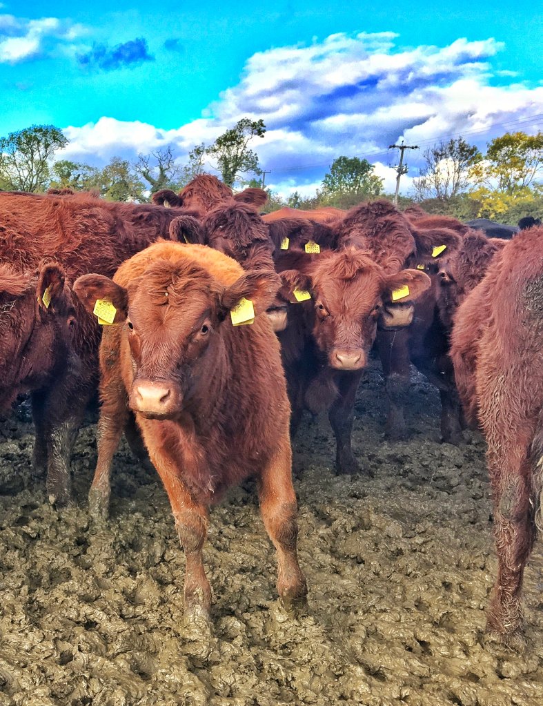 Brown, lincoln red cows and their 8 month old limousin cross calves standing in a muddy field below blue sky.