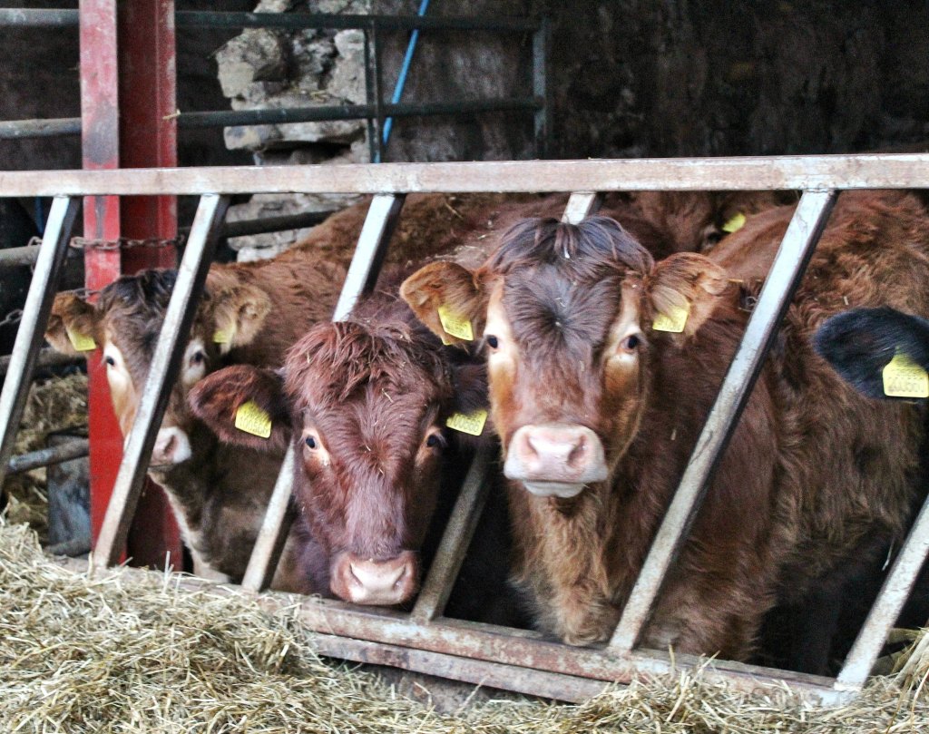 Three weaned calves, two golden coloured with a brown one between them, looking through the bars of a feed barrier from inside a shed.