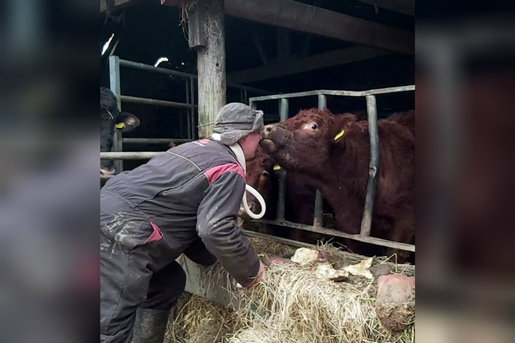 A dark red 12 month old calf reaching through a feed barrier to be nose to nose with a male farmer wearing overalls.