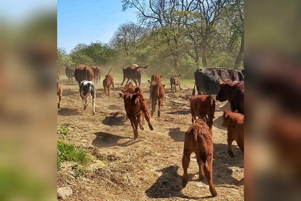 Cows and calves careering away across a dirt track to a grass field.
