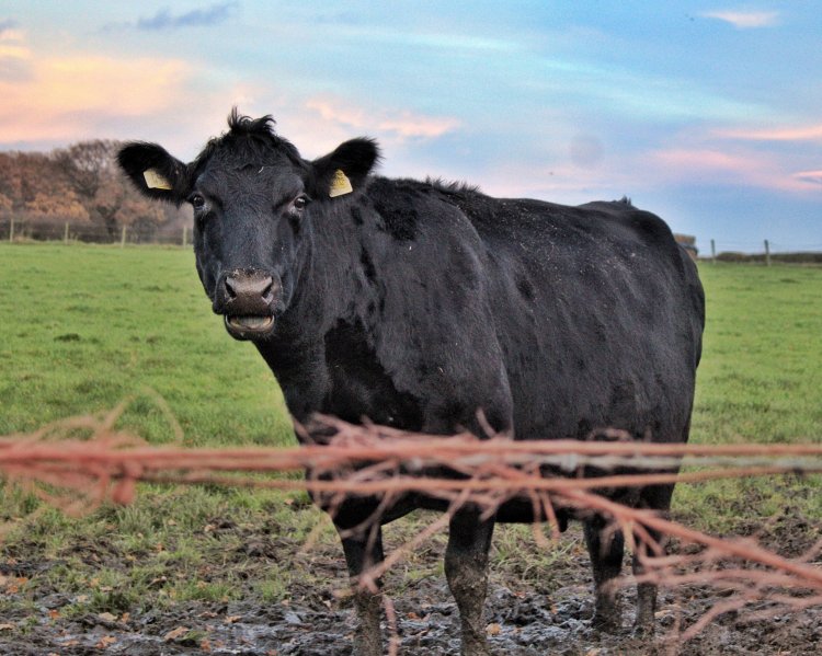 A black cow standing with her mouth half open in a grass field that's a bit muddy