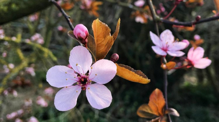 Pink cherry blossom with 5 petals and bronze leaves.