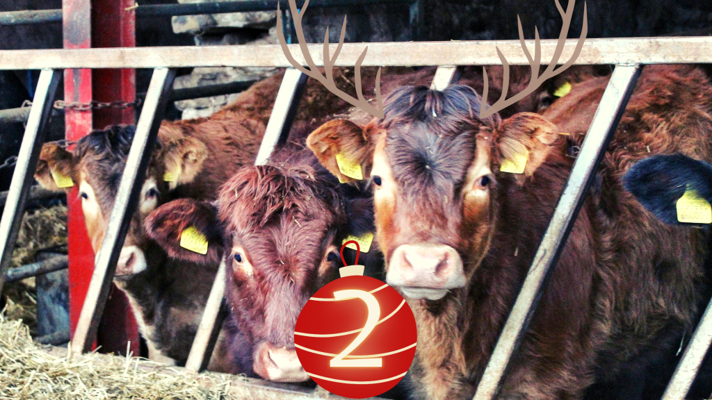 3 red/golden coloured calves looking through the bars of a metal feed barrier. The photo has been edited to add brown antlers to one calf and a red and gold bauble a the front of them with a gold number 2 on it. 